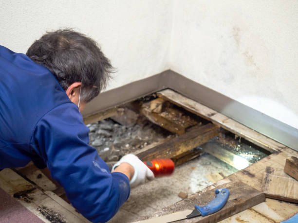 Mold Removal Process in Farmington, AR