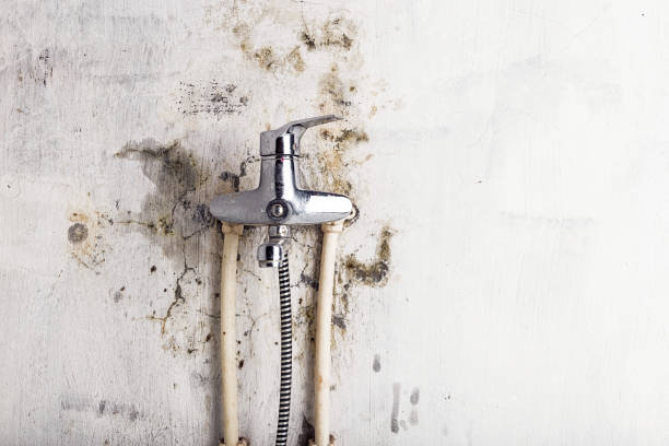 Best Best Mold Removal Companies  in Fmington, AR