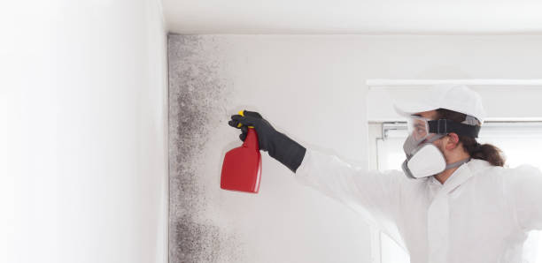 Best Mold Testing  in Fmington, AR