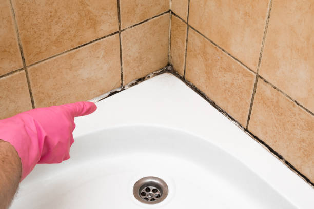 Best Mold Damage Repair  in Fmington, AR